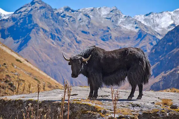 How to Travel to Bhutan from Dominican Republic (2025): A Complete Guide to Visa, SDF, Flights, & Itineraries
