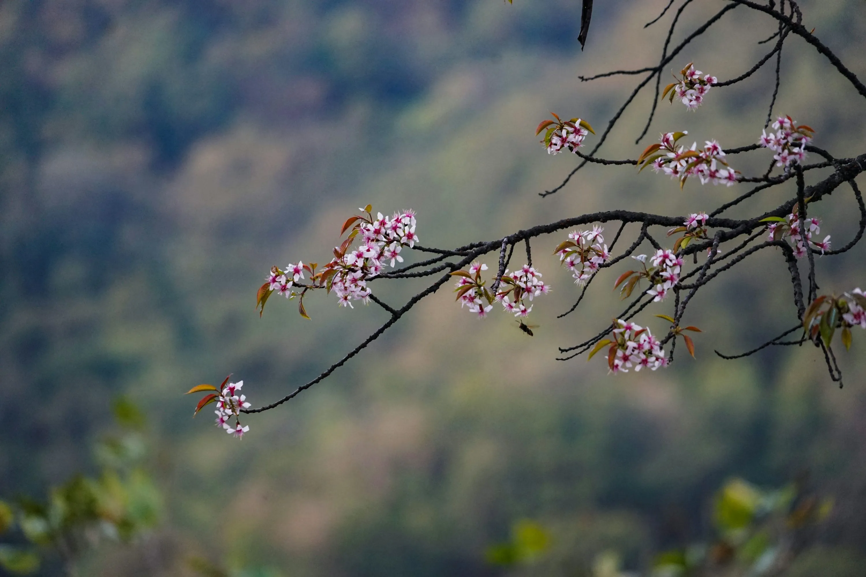 How to Travel to Bhutan from Belize (2025): A Complete Guide to Visa, SDF, Flights, & Itineraries